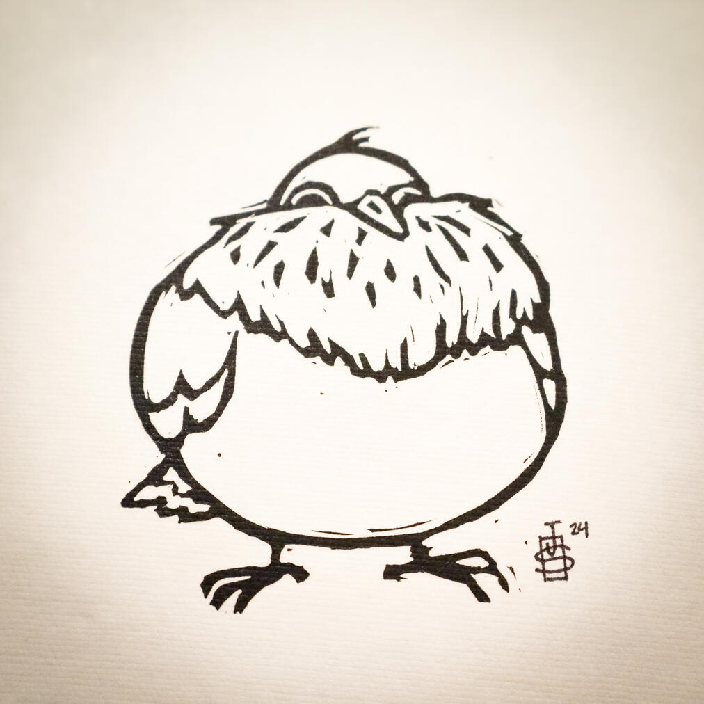 Fluffy Pigeon